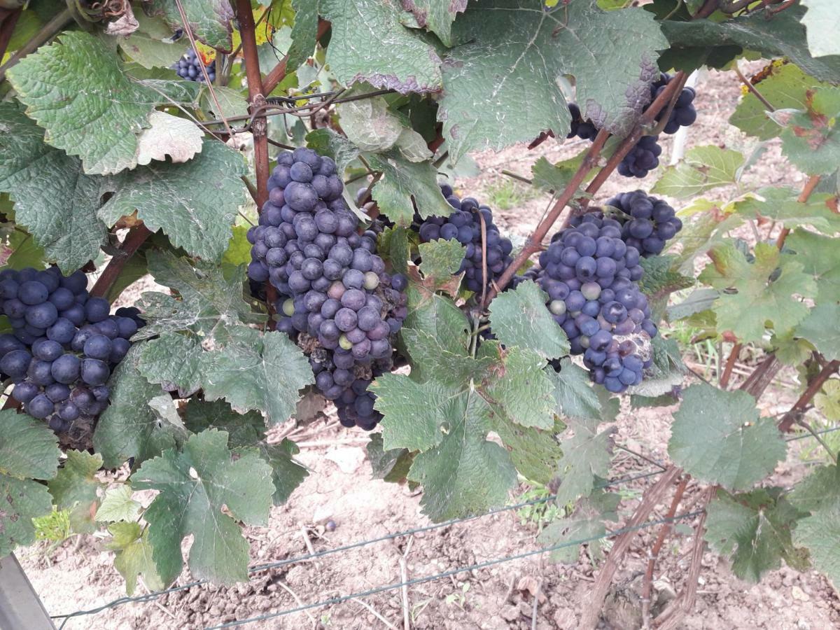Flor'Ever En Champagne Fleury-la-Riviere Екстериор снимка